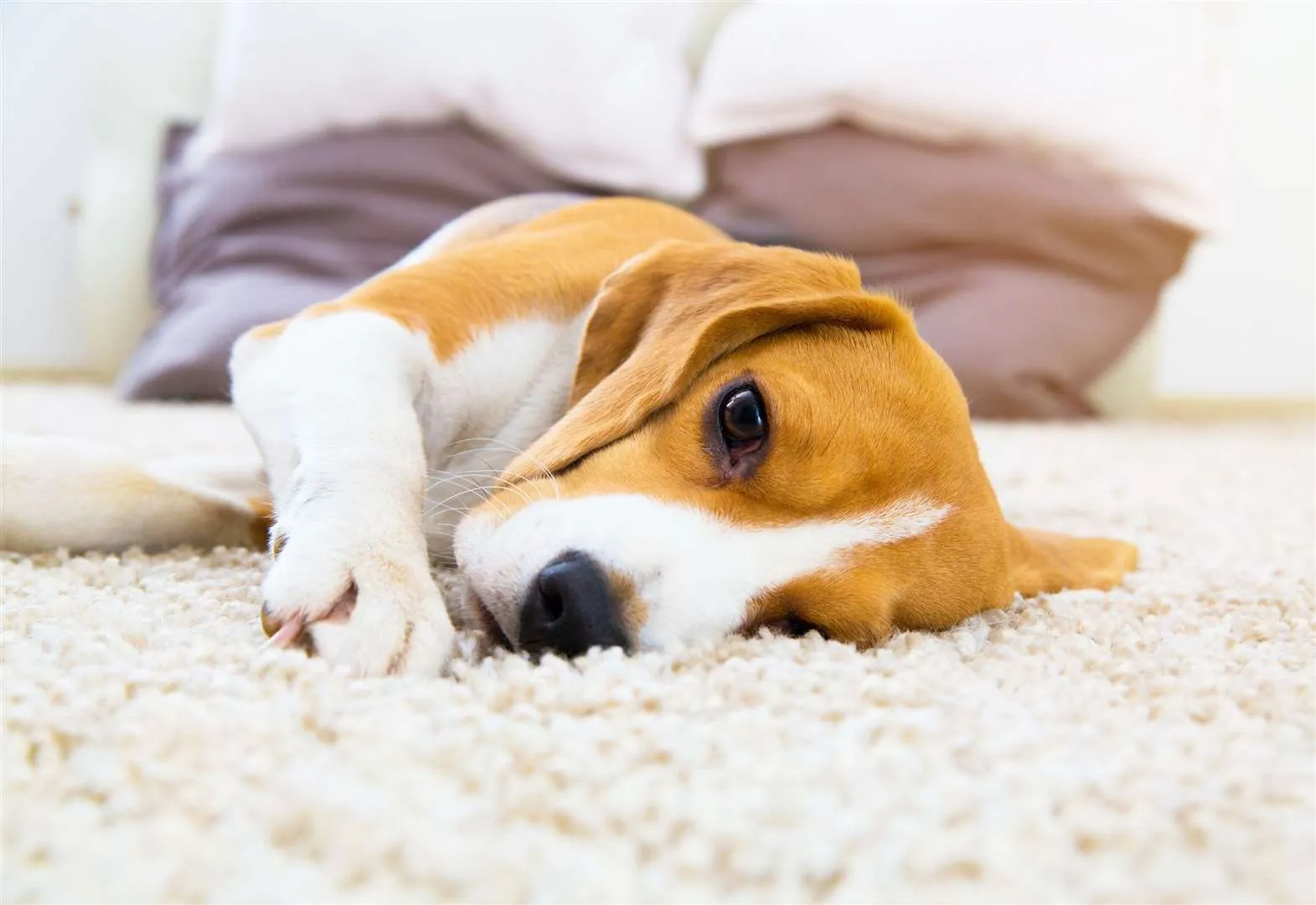 Signs Your Dog Needs a Dental Scale & Polish