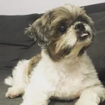 Emily Lok (Oreo)