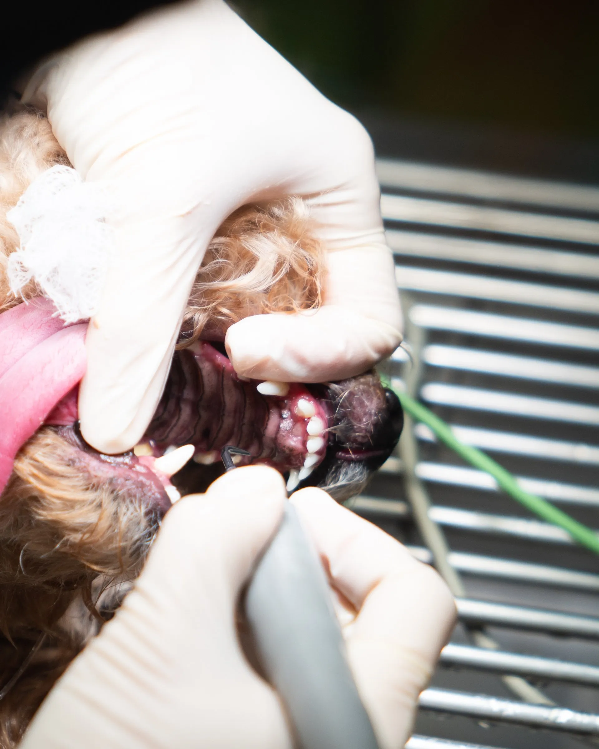 Our Dog Dental Procedures
