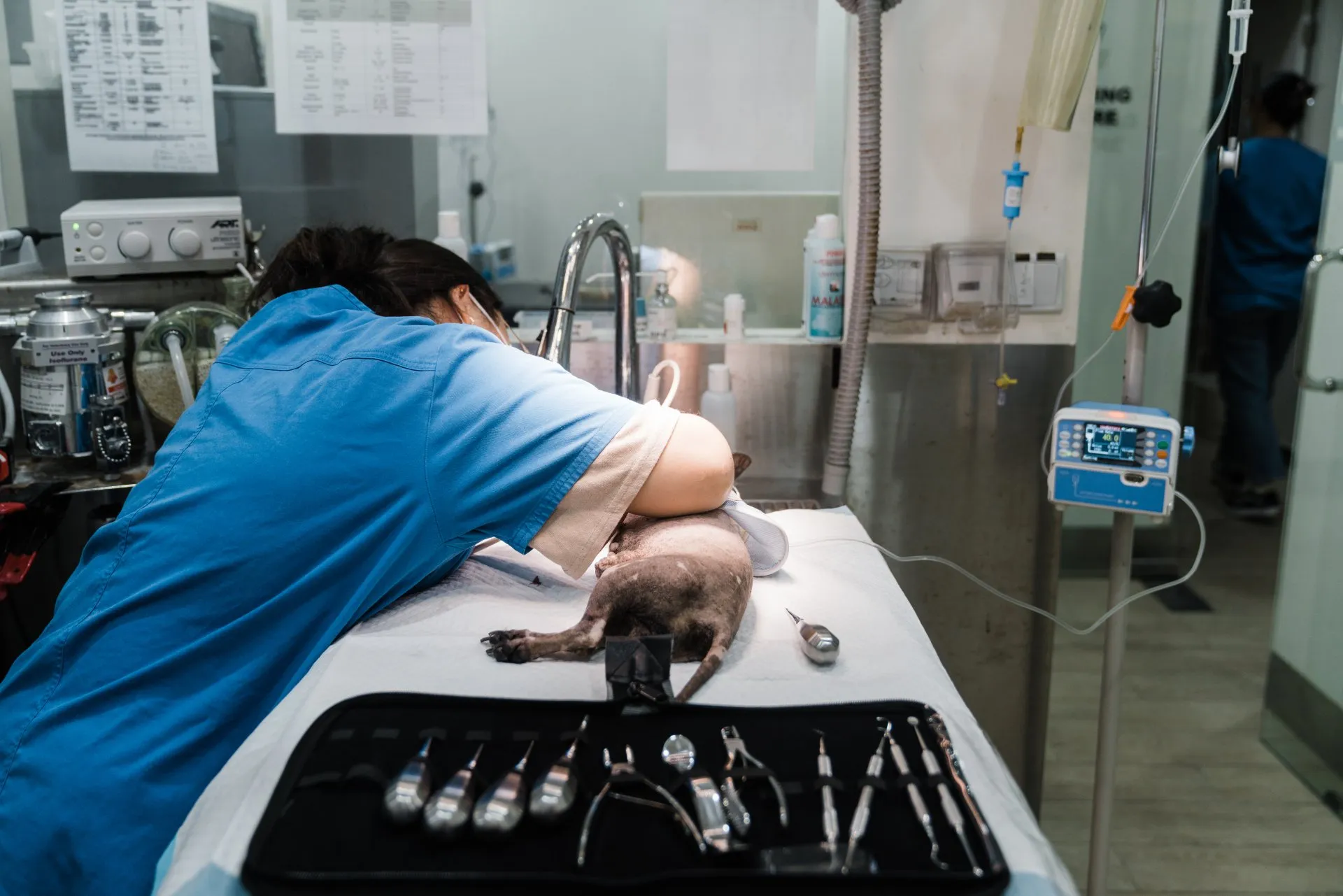 Dog Dental Cleaning in Singapore