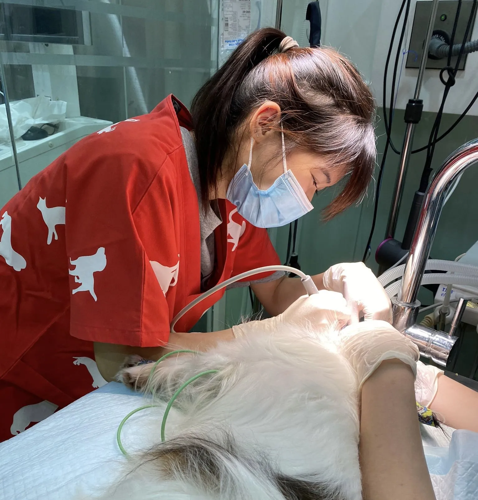 Signs Your Cat Needs a Dental Scale & Polish