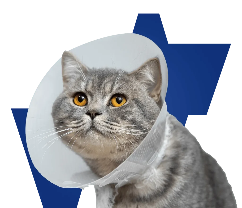 Cat Sterilisation in Singapore